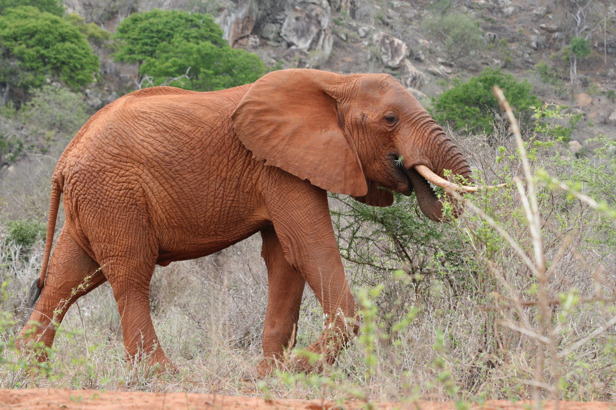 Star Holidays and Safaris | Amboseli National Park